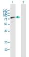 SRP Receptor Subunit Alpha antibody, H00006734-B02P, Novus Biologicals, Western Blot image 