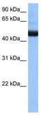 Phosphatidylinositol Glycan Anchor Biosynthesis Class K antibody, TA345921, Origene, Western Blot image 