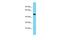 Tektin 3 antibody, PA5-70345, Invitrogen Antibodies, Western Blot image 