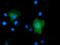 Peptidase D antibody, MA5-25242, Invitrogen Antibodies, Immunocytochemistry image 