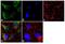 Fibroblast Growth Factor 1 antibody, 711072, Invitrogen Antibodies, Immunofluorescence image 