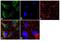 HBGF-1 antibody, 711072, Invitrogen Antibodies, Immunofluorescence image 
