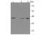 DNA Polymerase Beta antibody, NBP2-67036, Novus Biologicals, Western Blot image 