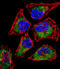 SIX Homeobox 5 antibody, abx026987, Abbexa, Immunofluorescence image 