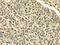 Perilipin 3 antibody, CSB-PA077536, Cusabio, Immunohistochemistry paraffin image 