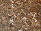 Keratin 16 antibody, CSB-PA616691, Cusabio, Immunohistochemistry frozen image 