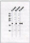 Visinin Like 1 antibody, MBS630811, MyBioSource, Western Blot image 