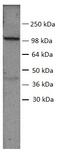 Sp1 Transcription Factor antibody, AHP2414, Bio-Rad (formerly AbD Serotec) , Western Blot image 