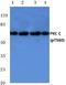 Protein Kinase C Zeta antibody, A01796T560, Boster Biological Technology, Western Blot image 