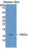 Transforming Growth Factor Alpha antibody, abx131868, Abbexa, Western Blot image 