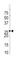 Sprouty RTK Signaling Antagonist 4 antibody, abx033399, Abbexa, Western Blot image 