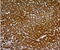 Hepatocyte Paraffin 1 antibody, AM33286PU-S, Origene, Immunohistochemistry frozen image 