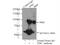 Transferrin Receptor antibody, 66180-1-Ig, Proteintech Group, Immunoprecipitation image 