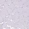 Neurotensin/neuromedin N antibody, PA5-55369, Invitrogen Antibodies, Immunohistochemistry frozen image 