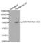 MAPK Activated Protein Kinase 2 antibody, abx000443, Abbexa, Western Blot image 