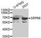 Signal Recognition Particle 68 antibody, MBS128877, MyBioSource, Western Blot image 