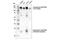 Semaphorin 4D antibody, 53108T, Cell Signaling Technology, Western Blot image 