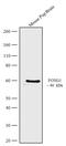 Forkhead Box G1 antibody, 711716, Invitrogen Antibodies, Western Blot image 