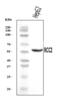 Regulator Of Chromosome Condensation 2 antibody, A06203-2, Boster Biological Technology, Western Blot image 