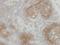 Chloride intracellular channel protein 3 antibody, LS-C185617, Lifespan Biosciences, Immunohistochemistry frozen image 