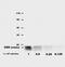 CD9 Molecule antibody, GTX80172, GeneTex, Western Blot image 