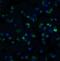 IKK alpha/beta antibody, 2025, ProSci Inc, Immunofluorescence image 