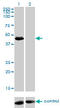Transforming Growth Factor Beta 1 Induced Transcript 1 antibody, LS-C198338, Lifespan Biosciences, Western Blot image 