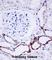 OTU Deubiquitinase 7B antibody, abx027936, Abbexa, Western Blot image 