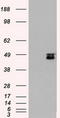 SEK1 antibody, TA500411S, Origene, Western Blot image 