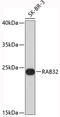 RAB32, Member RAS Oncogene Family antibody, 19-387, ProSci, Western Blot image 