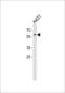 Paired Box 3 antibody, LS-C163388, Lifespan Biosciences, Western Blot image 