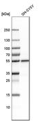 Phospholipase D Family Member 3 antibody, HPA012800, Atlas Antibodies, Western Blot image 