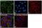 Aldehyde Dehydrogenase 1 Family Member A1 antibody, PA5-35152, Invitrogen Antibodies, Immunofluorescence image 