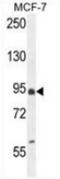 EF-Hand Domain Family Member B antibody, AP51376PU-N, Origene, Western Blot image 