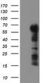 Spring antibody, TA800073, Origene, Western Blot image 