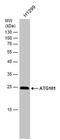 Autophagy Related 101 antibody, PA5-78554, Invitrogen Antibodies, Western Blot image 