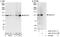 Mov10 RISC Complex RNA Helicase antibody, A301-571A, Bethyl Labs, Immunoprecipitation image 