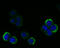 Ran GTPase Activating Protein 1 antibody, A02771-1, Boster Biological Technology, Immunocytochemistry image 