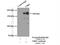 Ubiquitin Protein Ligase E3 Component N-Recognin 1 antibody, 26069-1-AP, Proteintech Group, Enzyme Linked Immunosorbent Assay image 