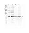 Myoglobin antibody, A04058, Boster Biological Technology, Western Blot image 