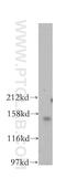 Par-3 Family Cell Polarity Regulator antibody, 11085-1-AP, Proteintech Group, Western Blot image 