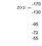 Tight Junction Protein 2 antibody, LS-C200058, Lifespan Biosciences, Western Blot image 