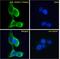 Melanocortin 5 Receptor antibody, 42-031, ProSci, Western Blot image 