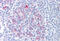 Protein Tyrosine Phosphatase Receptor Type S antibody, MBS241076, MyBioSource, Immunohistochemistry frozen image 