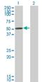 TIMELESS-interacting protein antibody, H00054962-M01, Novus Biologicals, Western Blot image 