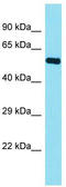 Family With Sequence Similarity 155 Member B antibody, TA335584, Origene, Western Blot image 
