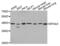 Eukaryotic Translation Initiation Factor 4A3 antibody, abx003229, Abbexa, Western Blot image 