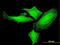 Pim-1 Proto-Oncogene, Serine/Threonine Kinase antibody, LS-B5499, Lifespan Biosciences, Immunofluorescence image 