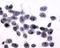 Prostaglandin F Receptor antibody, NLS1049, Novus Biologicals, Immunohistochemistry paraffin image 