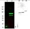 SPANX Family Member C antibody, orb86719, Biorbyt, Western Blot image 